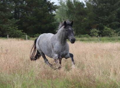 Bild "Nokota Pferde:IMG_9622a_1.jpg"